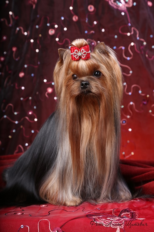  BLUE MENDIS SAMBA LATINA &mdash; Labaza DogPedigree YorkshireTerrier
